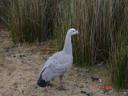 dsc03984.thumbnail.JPG