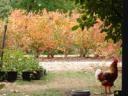 dsc02528.thumbnail.JPG