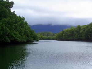 daintree