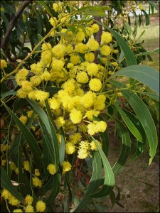 golden wattle
