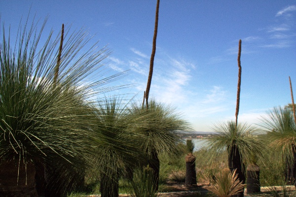kings park png plants